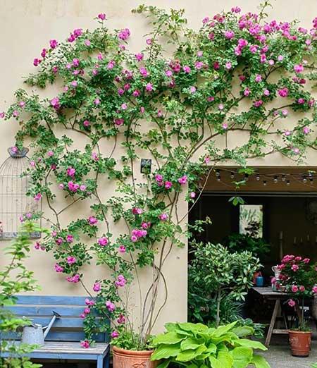 单元楼适合养什么花