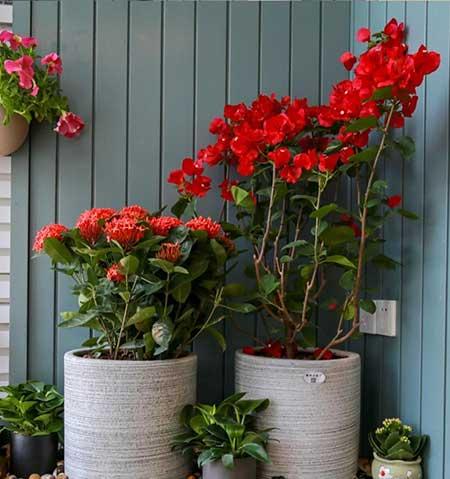 单元楼适合养什么花