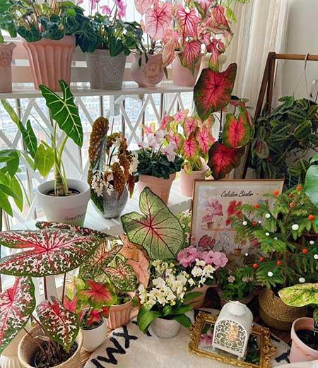 单元楼适合养什么花