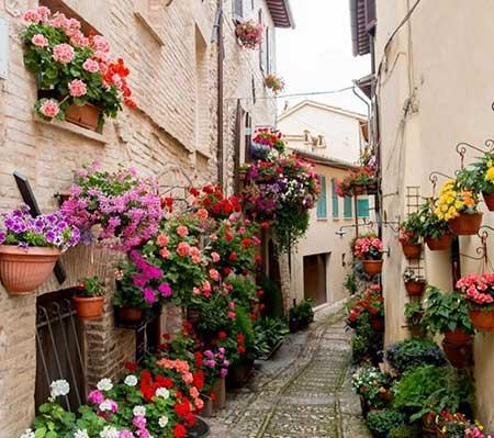 单元楼适合养什么花