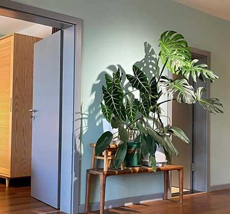 单元楼适合养什么花