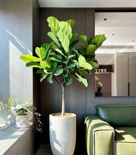 单元楼适合养什么花