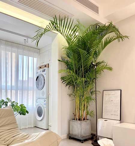 单元楼适合养什么花