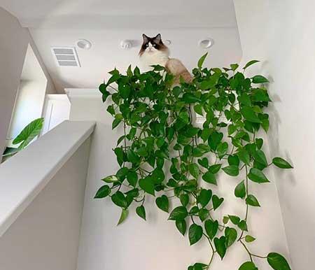 单元楼适合养什么花