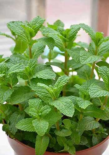 单元楼适合养什么花