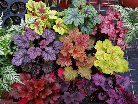 单元楼适合养什么花