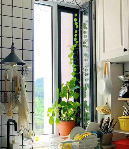 单元楼适合养什么花