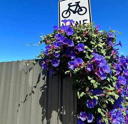 单元楼适合养什么花