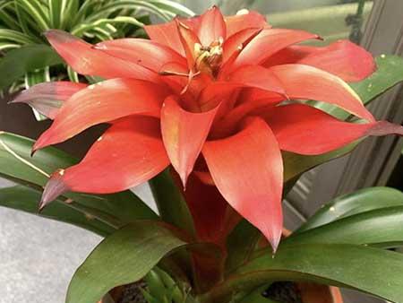 大厅适合养什么花