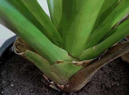 大厅适合养什么花