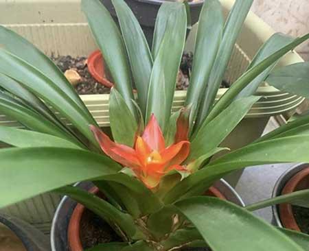 大厅适合养什么花