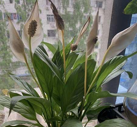 大厅适合养什么花