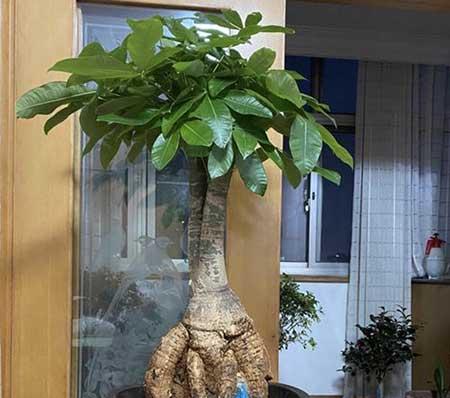 大厅适合养什么花