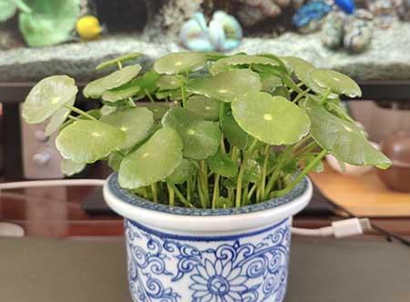 大厅适合养什么花