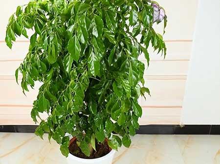 大富贵盆栽怎么养