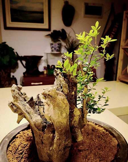 赤楠植物怎么养