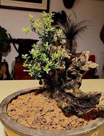 赤楠植物怎么养