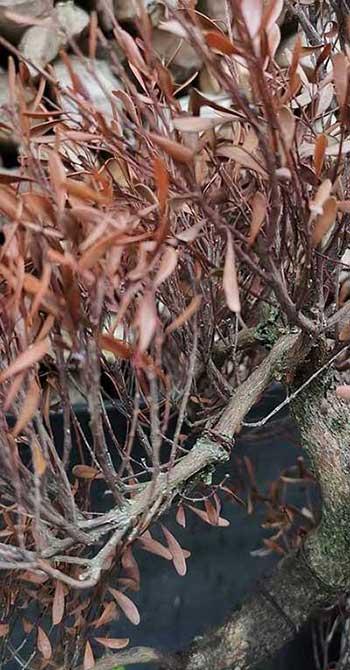 赤楠植物怎么养