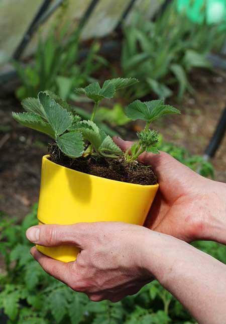 赤楠植物怎么养