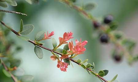 赤楠植物怎么养