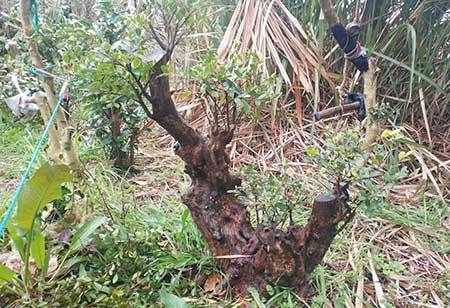 赤楠植物怎么养