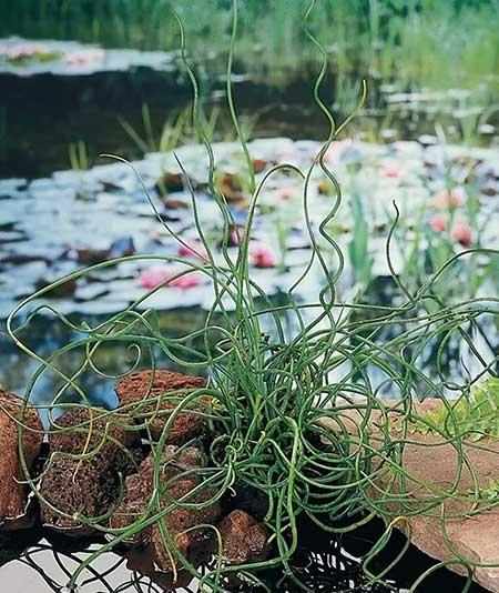池塘里养什么植物