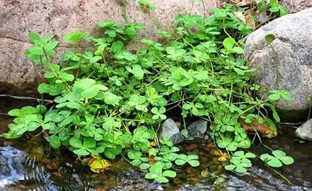 池塘里养什么植物