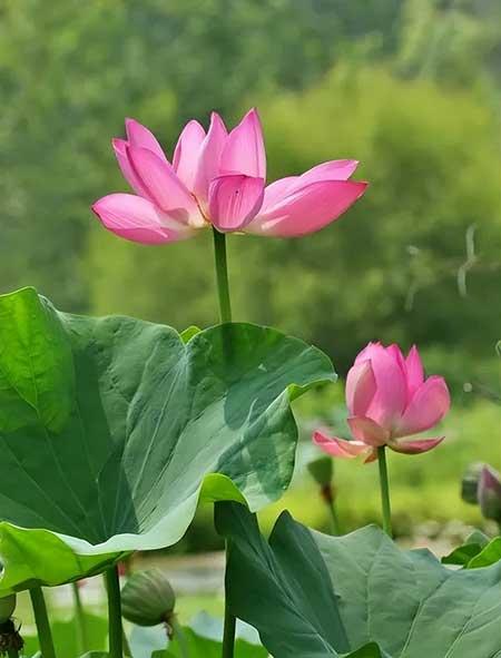 池塘里养什么植物