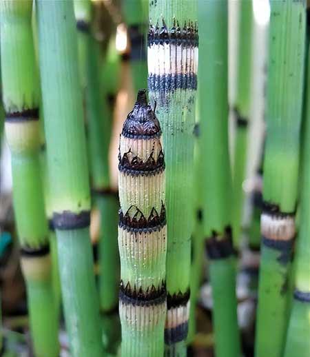 池塘里养什么植物