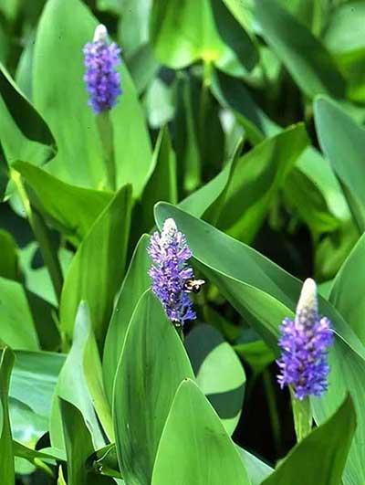 池塘里养什么植物