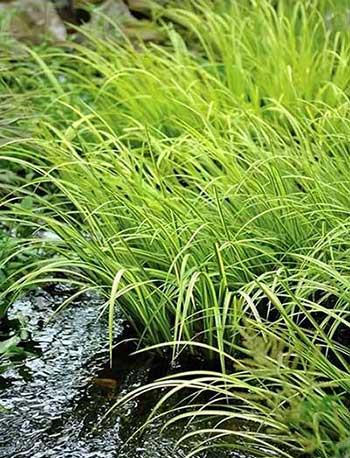 池塘里养什么植物