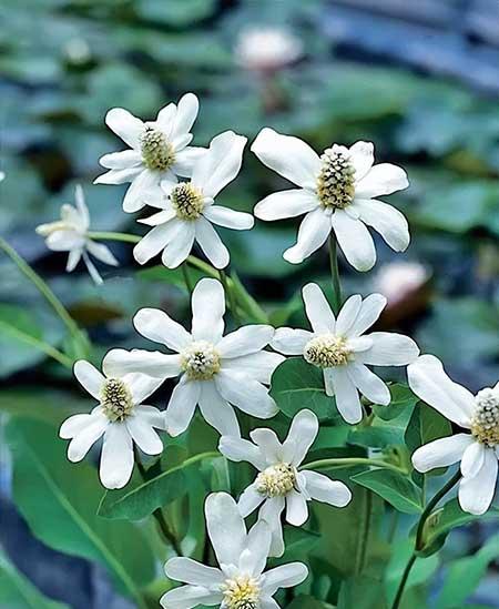 池塘里养什么植物