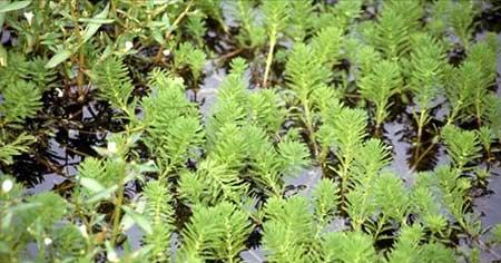 池塘里养什么植物