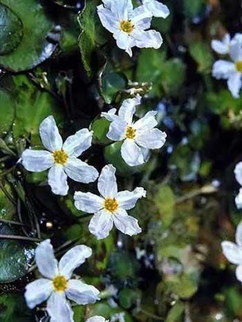 池塘里养什么植物