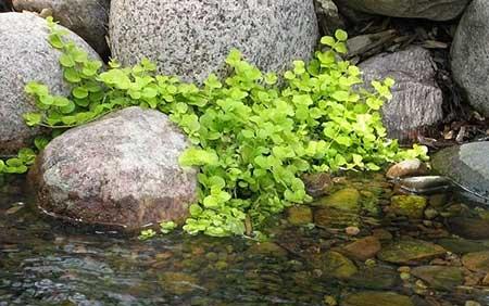 池塘里养什么植物