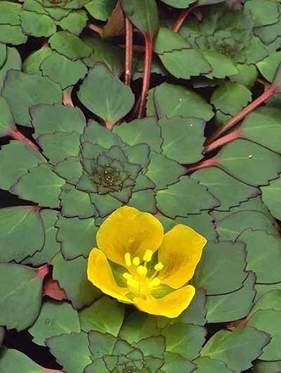 池塘里养什么植物