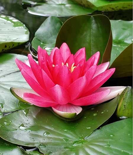 池塘里养什么植物