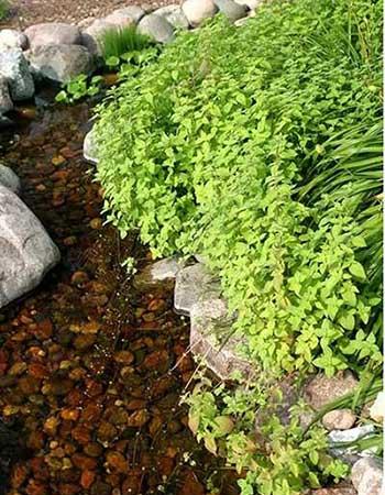 池塘里养什么植物