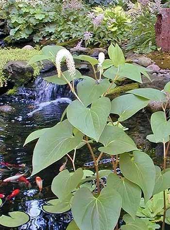 池塘里养什么植物