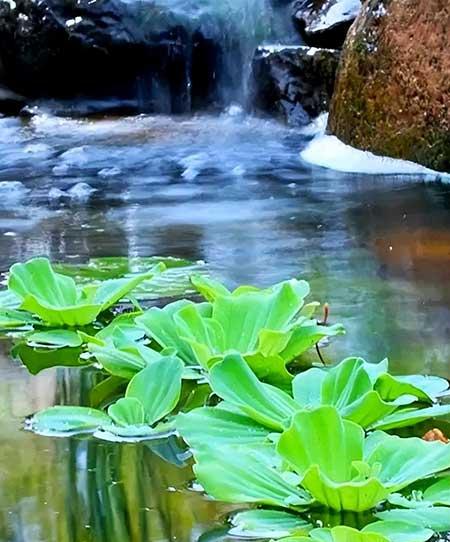 池塘里养什么植物