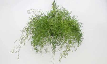 朝北的窗台适合养什么花