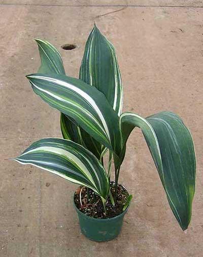 朝北的窗台适合养什么花