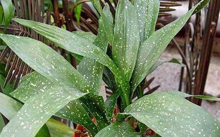 朝北的窗台适合养什么花