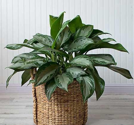 朝北的窗台适合养什么花