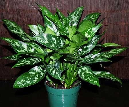 朝北的窗台适合养什么花