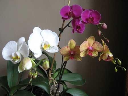 朝北的窗台适合养什么花