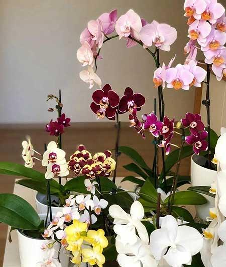 朝北的窗台适合养什么花