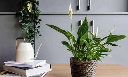 朝北的窗台适合养什么花