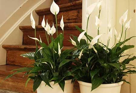 朝北的窗台适合养什么花