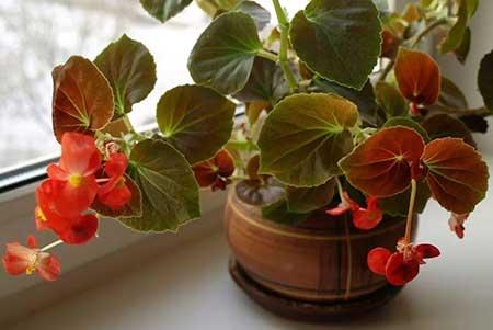 朝北的窗台适合养什么花